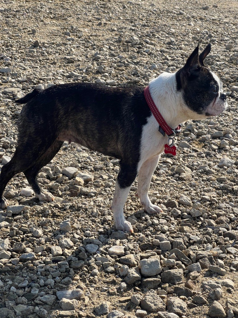 Les Boston Terrier de l'affixe Des Chiens De Nissa La Bella