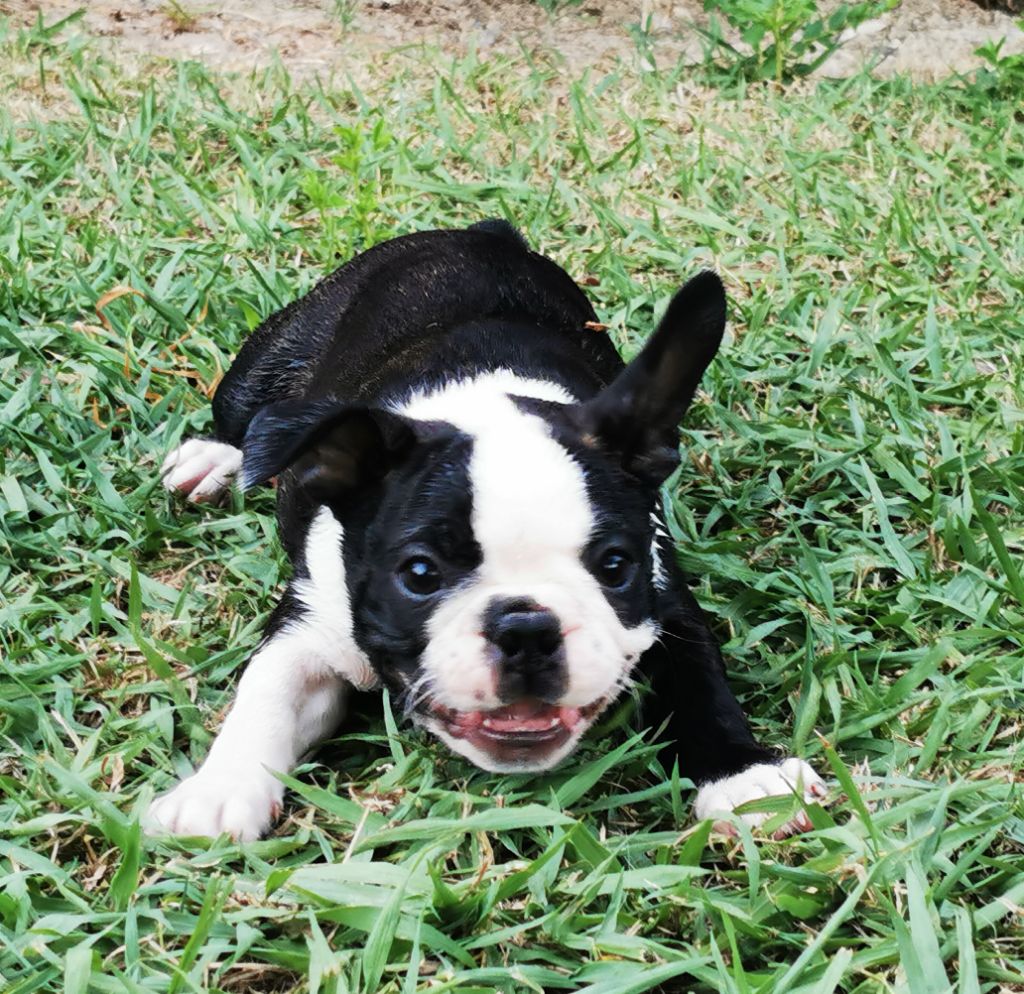 Des Chiens De Nissa La Bella - Chiot disponible  - Boston Terrier