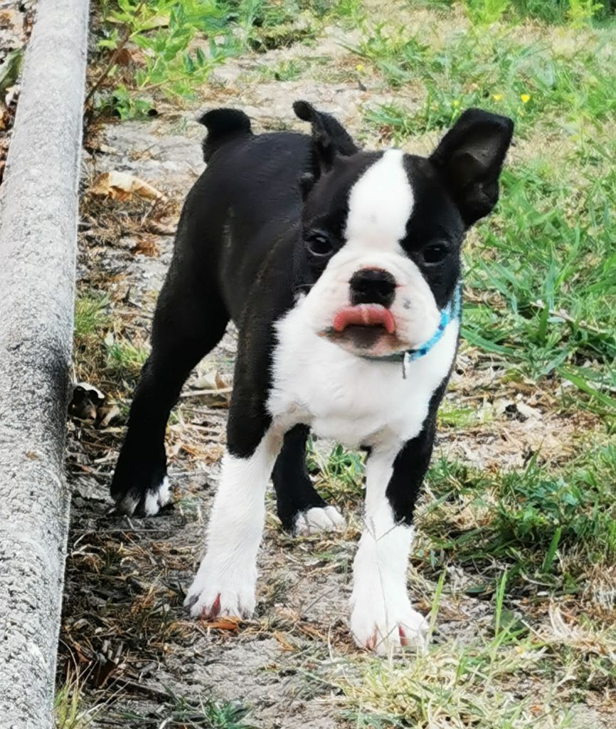 Des Chiens De Nissa La Bella - Chiot disponible  - Boston Terrier