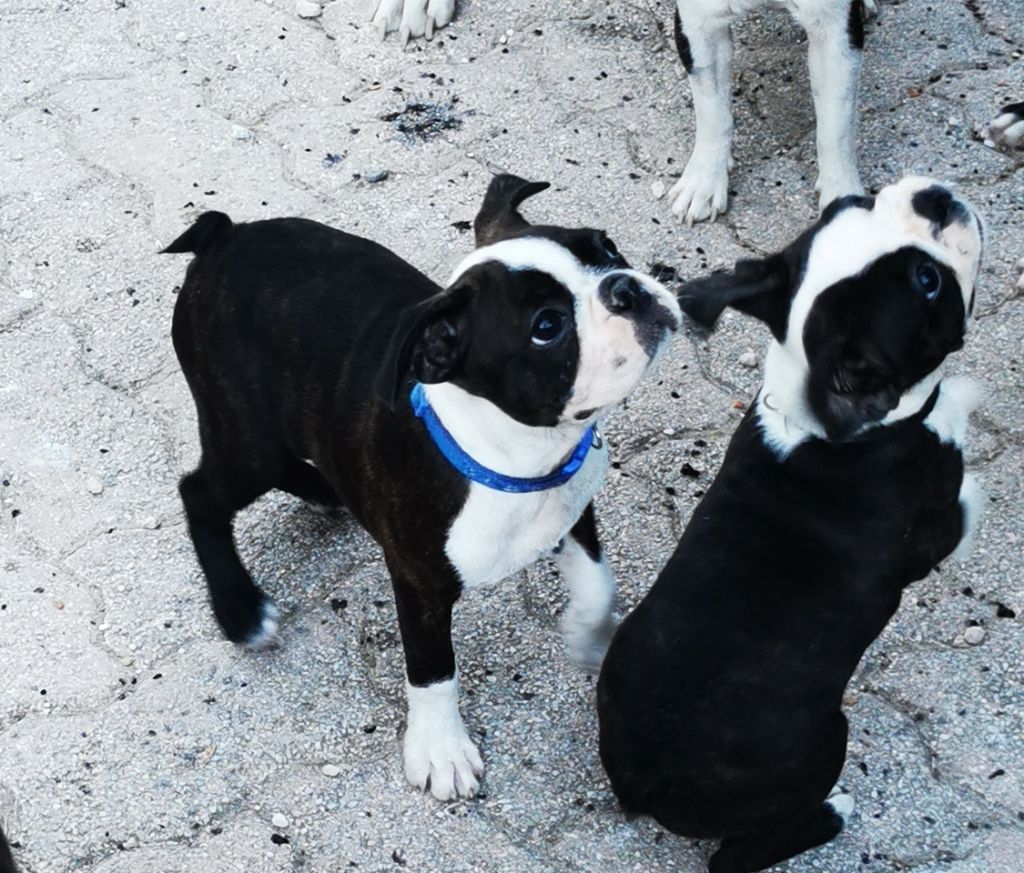 Des Chiens De Nissa La Bella - Chiot disponible  - Boston Terrier