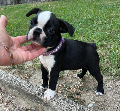 CHIOT 4 portée Astra