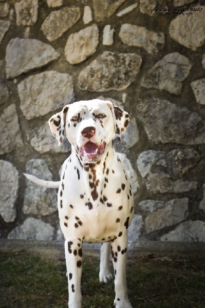 Inoa les chiens de florence
