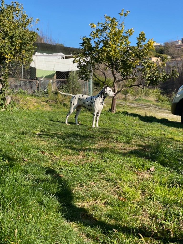 les chiens de florence Priva