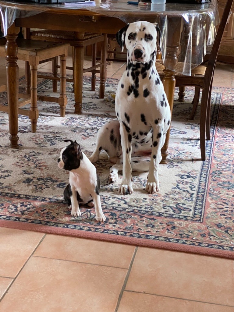 Des Chiens De Nissa La Bella - Priva a été saillie- voir FB au nom de mon affixe!