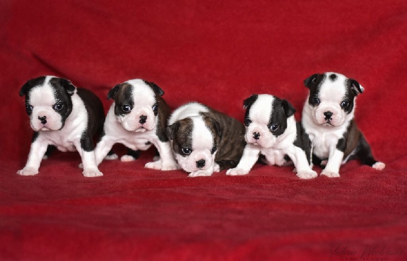 Chiot Boston Terrier Des Chiens De Nissa La Bella