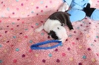 CHIOT MALE 1 SEMAINE COLLIER BLEU